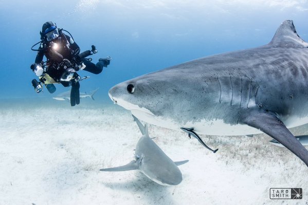 "Racing Extinction"