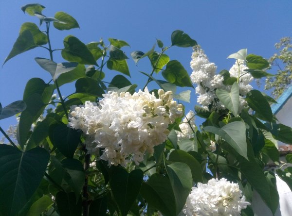 White syringa 2024 1