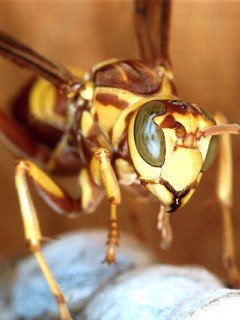 Insects 053