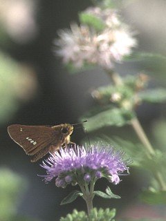 Insects 038