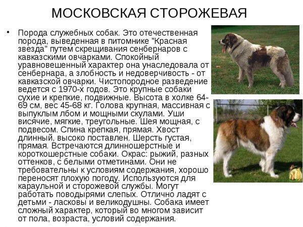 Московская сторожевая