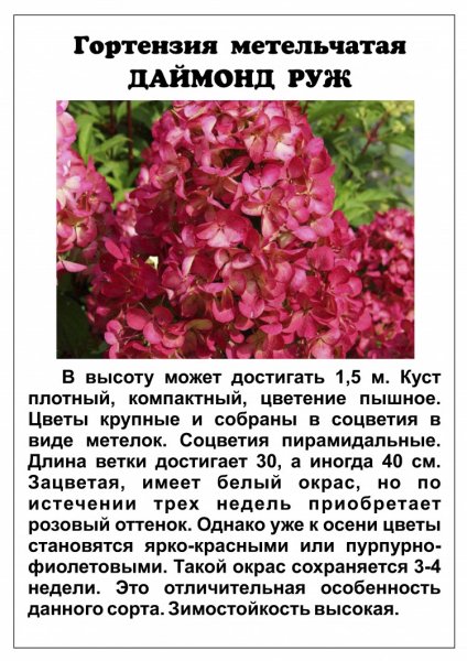 Даймонд Руж