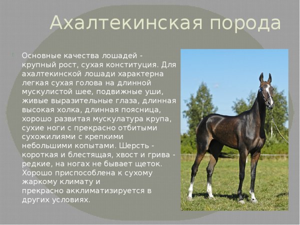 Ахалтекинская порода