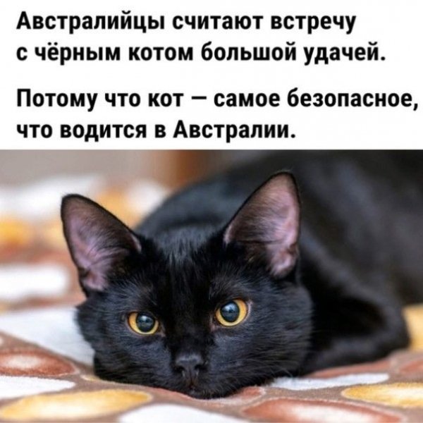Черный кот