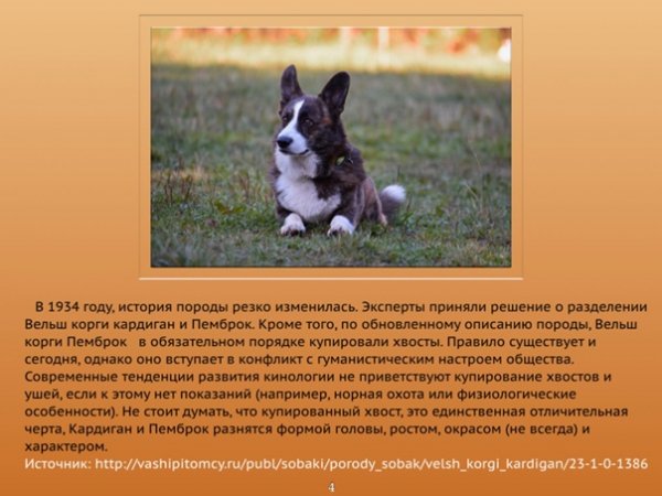 Вельш корги