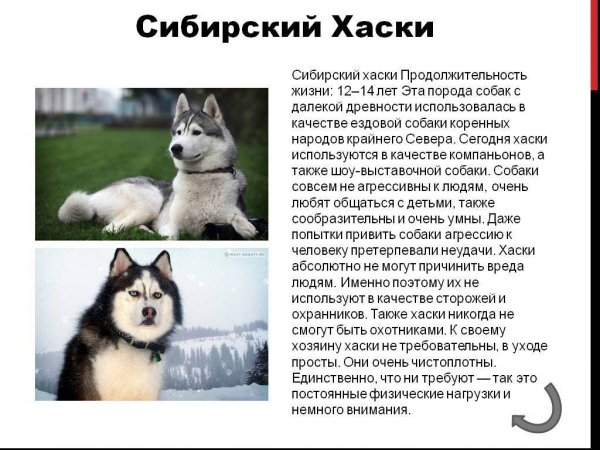 Сибирский хаски