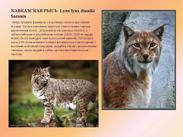 Кавказская рысь