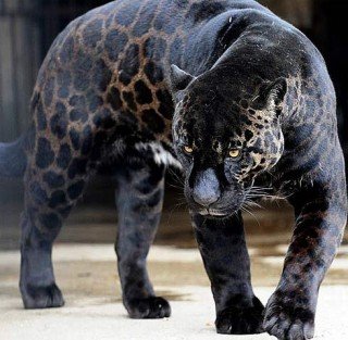 CHyornyj LEOPARD