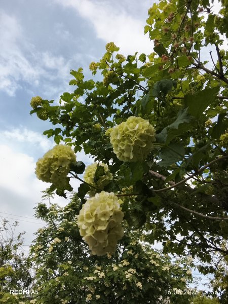 Бульдонеж ещё зеленая