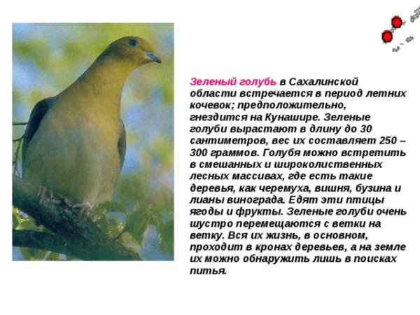 Зелёный голубь