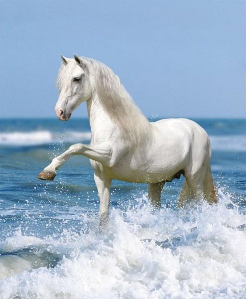 Horse-157