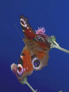 Insects 044