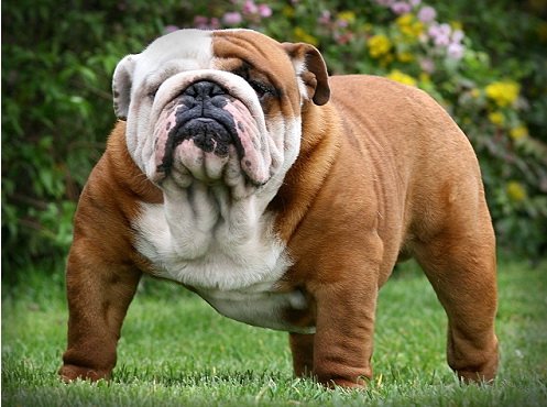 buldog