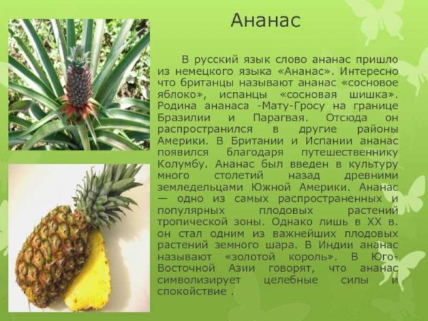 Ананас