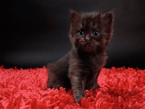 wallpapers cats 250