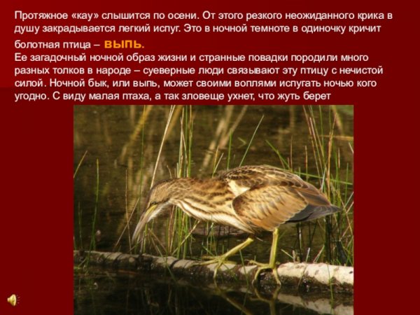 Выпь