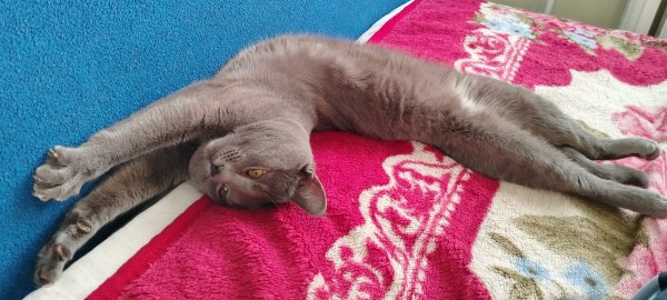 Кот