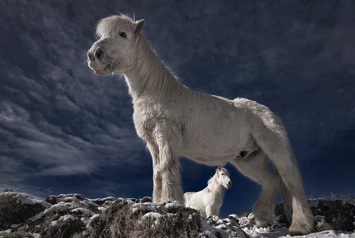 nevsepic.com.ua