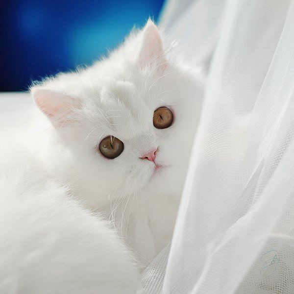 Котёнок45