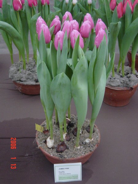 jumbo pink 1 6994