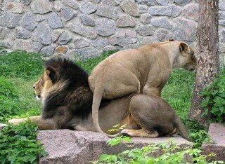 Я.Да ты ц. Я королева