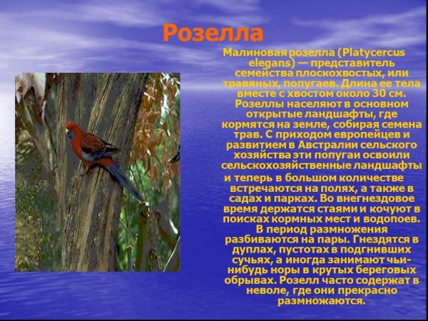 Розелла