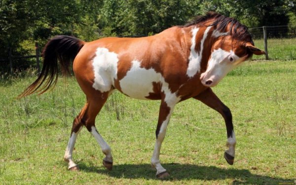 pinto-1-750x469