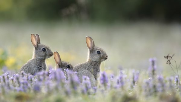 Rabbits-4k-wallpaper-324a