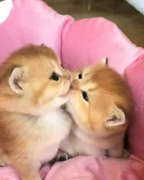 FB IMG 1527071282076