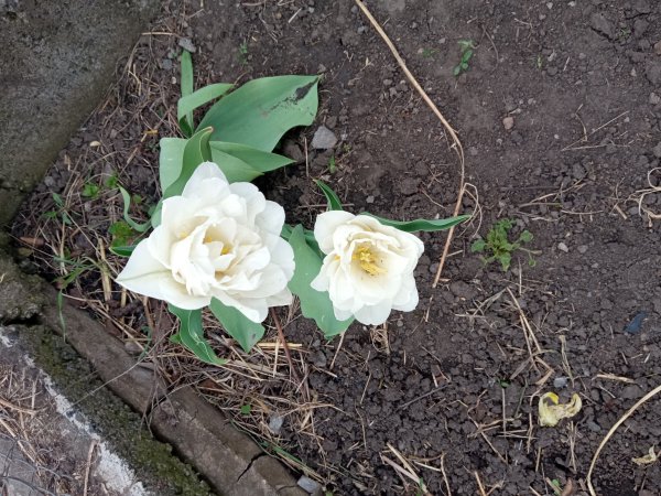 IMG 20240423 145305