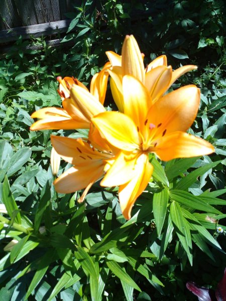 IMG-20230704-WA0011