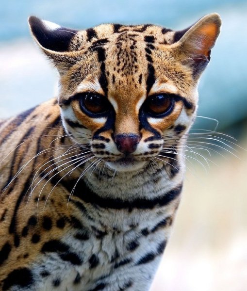 Animals-pibig-info-p-ispanskii-kot-zhivotnie-vkontakte-68