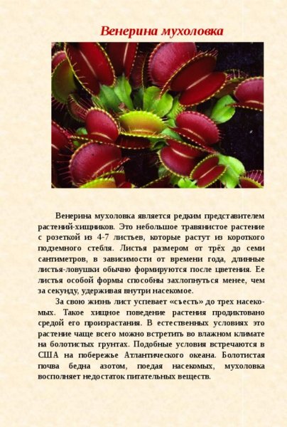 Венерина мухоловка