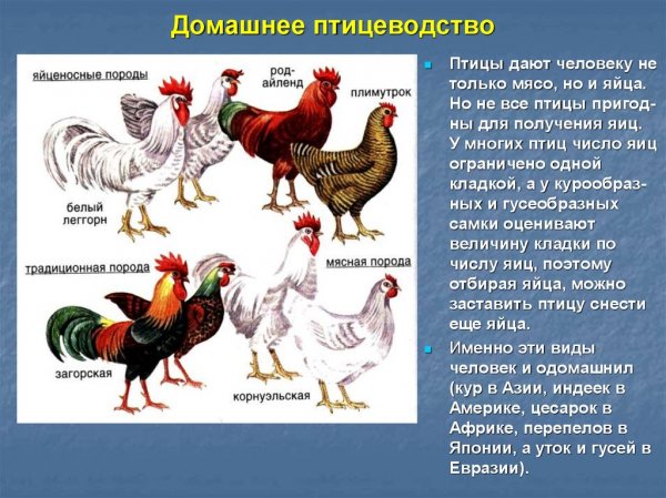 Домашнее птицеводство