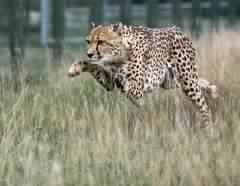 gepard pryzhok hischnik 1500x1164
