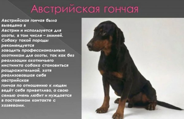 Австрийская гончая