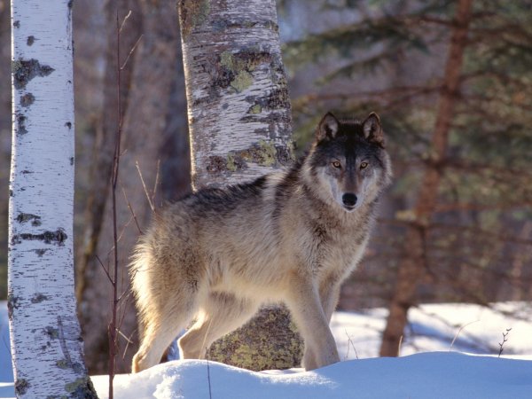 Файл 30275