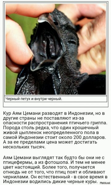 Куры Аям Цемани