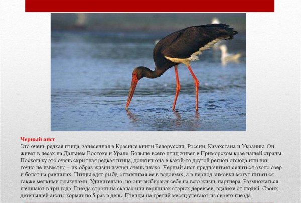 Чёрный аист