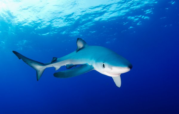 Синяя акула