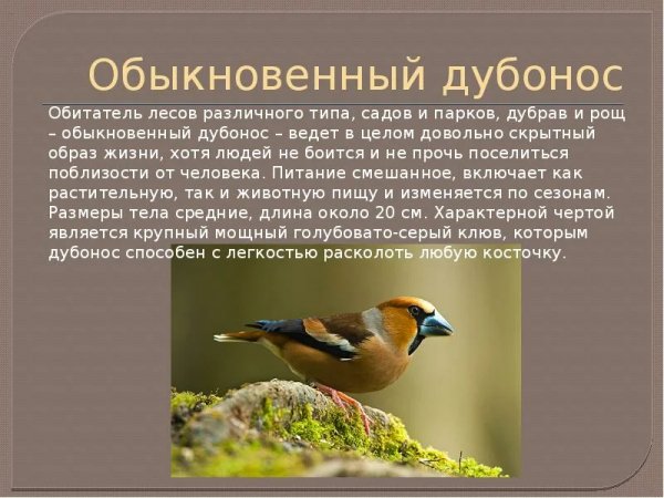 Дубонос