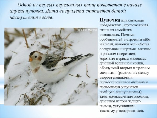 Пуночка