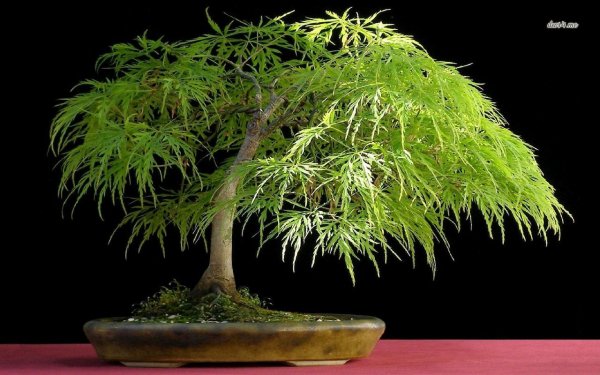 22-bonsai