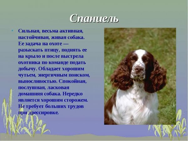 Спаниель