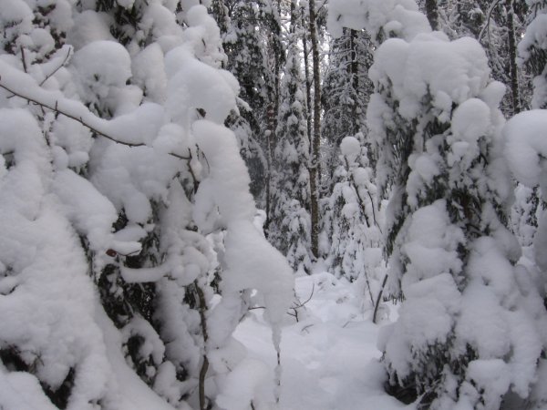 зимний лес