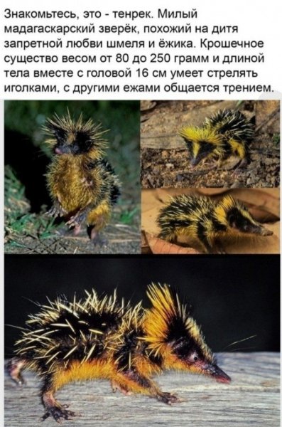 Тенрек