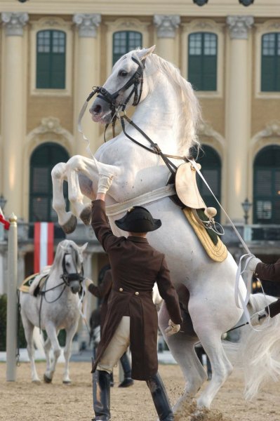 Horses love!