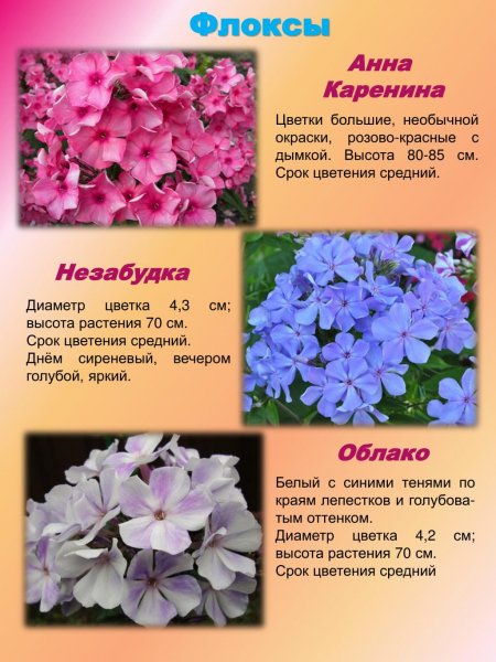 Флоксы