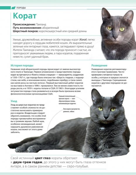 Корат
