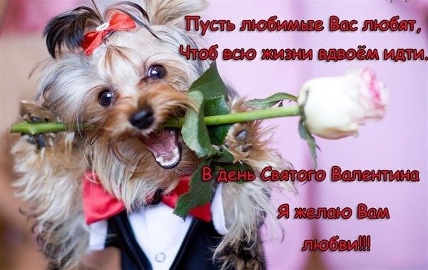 Dеn vljubl...